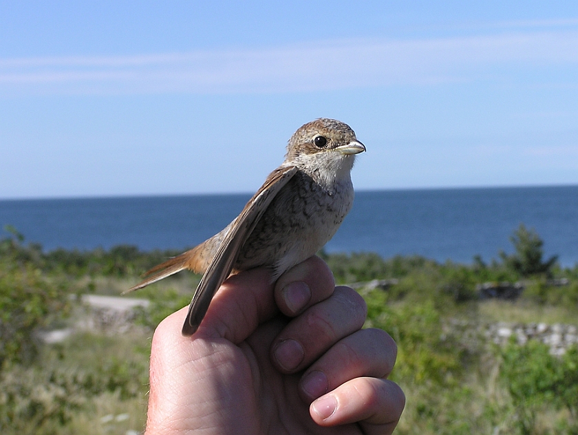 Red-backed Shrike, Sundre 20080729